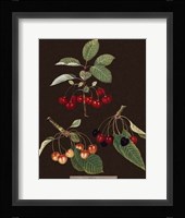 Cherries Fine Art Print