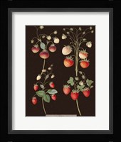 Strawberries Fine Art Print