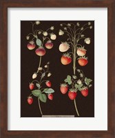 Strawberries Fine Art Print