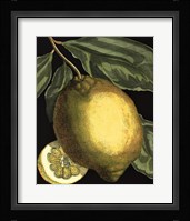 Fragrant Citrus II Framed Print
