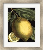 Fragrant Citrus II Fine Art Print