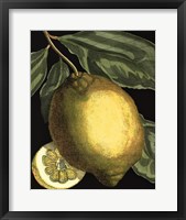 Fragrant Citrus II Fine Art Print