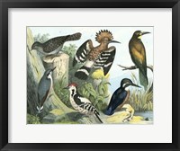 Avian Collection II Fine Art Print