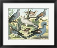 Avian Collection III Fine Art Print