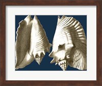 Conch Shells on Navy I Fine Art Print