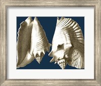 Conch Shells on Navy I Fine Art Print