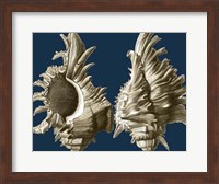 Conch Shells on Navy II Fine Art Print