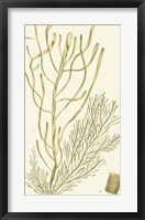 Dramatic Seaweed III Fine Art Print