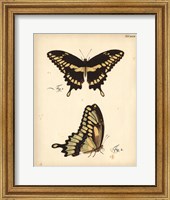 Butterfly Profile I Fine Art Print