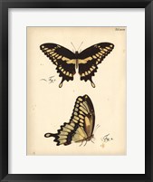 Butterfly Profile I Fine Art Print