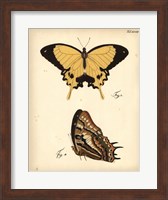 Butterfly Profile II Fine Art Print