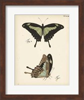 Butterfly Profile III Fine Art Print