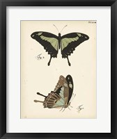 Butterfly Profile III Fine Art Print