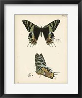 Butterfly Profile IV Fine Art Print