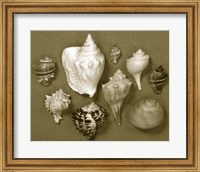 Shell Collector Series I Fine Art Print