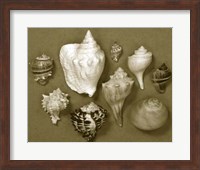 Shell Collector Series I Fine Art Print