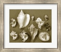 Shell Collector Series II Fine Art Print