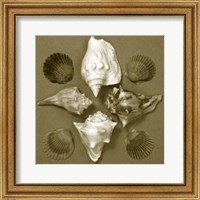 Shell Collector Series III Fine Art Print