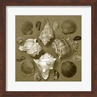 Shell Collector Series IV Fine Art Print