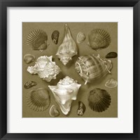 Shell Collector Series IV Fine Art Print