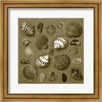 Shell Collector Series V Fine Art Print