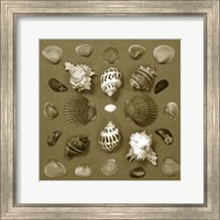 Shell Collector Series VI Fine Art Print