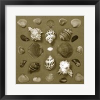 Shell Collector Series VI Fine Art Print