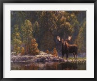 North Country Moose Fine Art Print