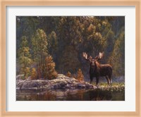 North Country Moose Fine Art Print
