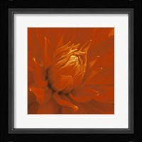 Dahlia Fine Art Print