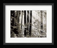 Misty Forest Fine Art Print