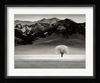 Solitary Tree Fine Art Print