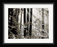Misty Forest Fine Art Print
