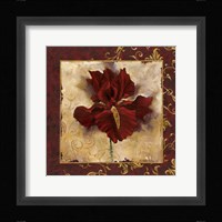 Iris Framed Print