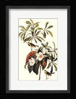 Bachman's Warbler Fine Art Print