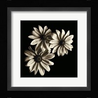 Three Black - Eyed Susans Fine Art Print