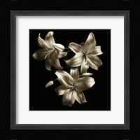 Three Lilies Fine Art Print