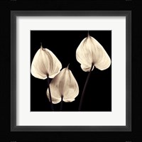 Three Tropicals Fine Art Print