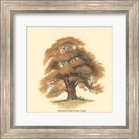 Sessile-Fruited Oak Fine Art Print