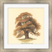 Sessile-Fruited Oak Fine Art Print