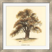 Common Oak Fine Art Print