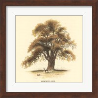 Common Oak Fine Art Print