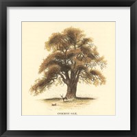 Common Oak Framed Print
