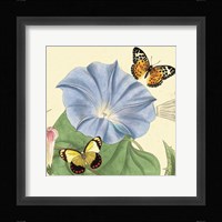 Morning Glory Fine Art Print
