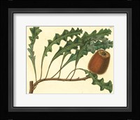 Palmetto I Framed Print