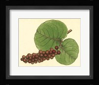 Palmetto II Framed Print