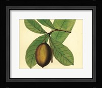 Palmetto IV Framed Print