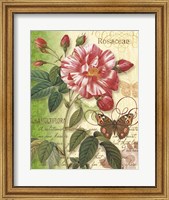 Rose Splendor I Fine Art Print