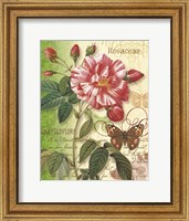 Rose Splendor I Fine Art Print