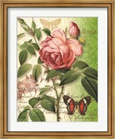Rose Splendor II Fine Art Print